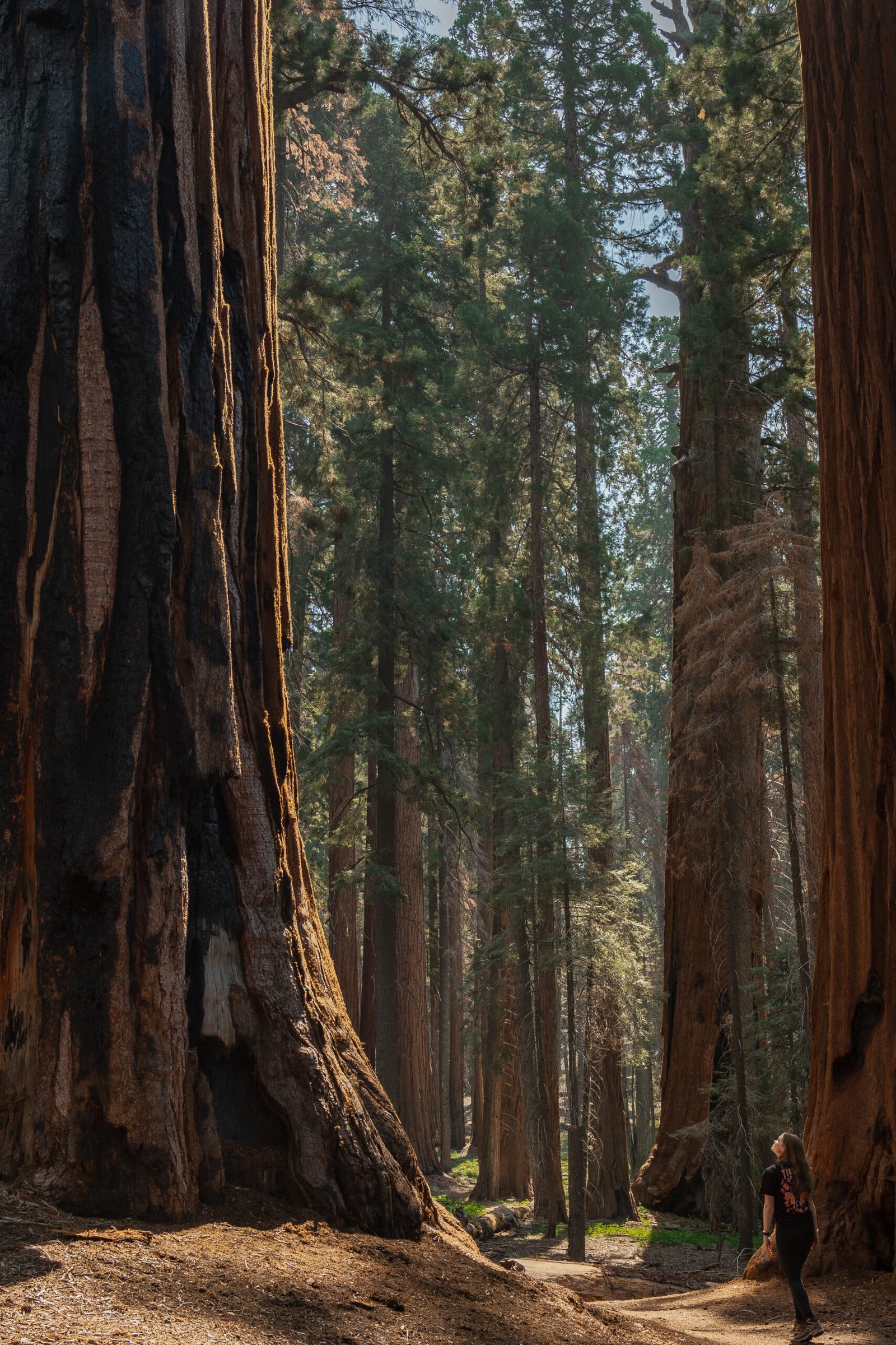 Sequoia National Park