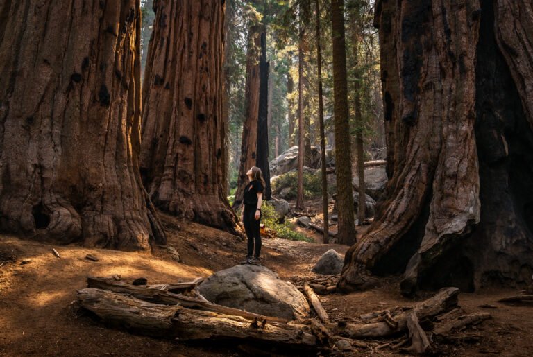 Sequoia National Park