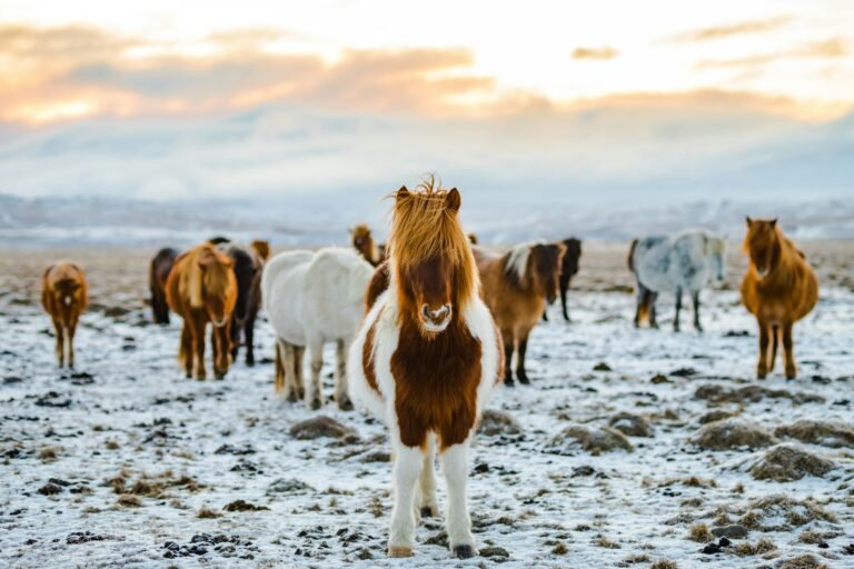 Icelandic horses in the snow. Try and sport them at the golden circle